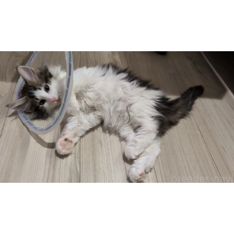 販売中の埼玉県のノルウェージャンフォレストキャット-134153の2枚目