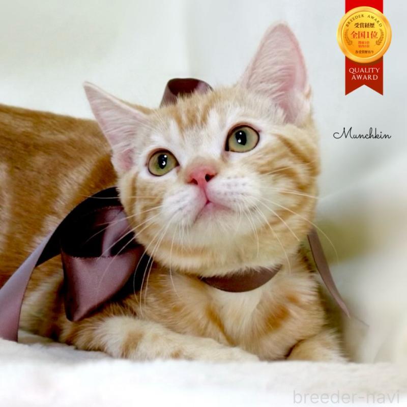 商談中の栃木県のマンチカン-131404の1枚目