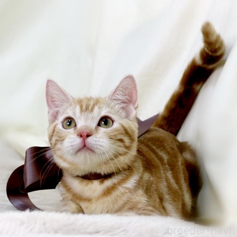 商談中の栃木県のマンチカン-131404の10枚目