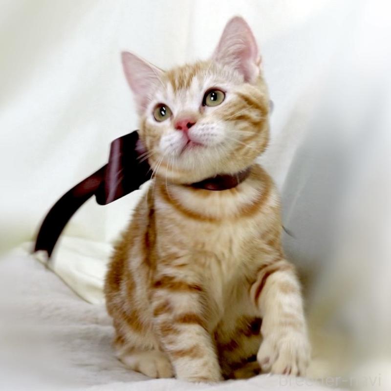 商談中の栃木県のマンチカン-131404の9枚目