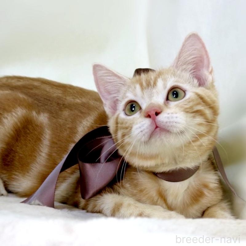 商談中の栃木県のマンチカン-131404の8枚目