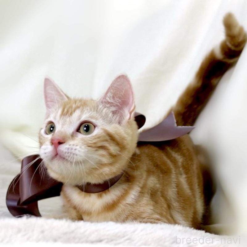 商談中の栃木県のマンチカン-131404の7枚目