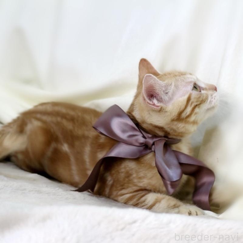 商談中の栃木県のマンチカン-131404の6枚目