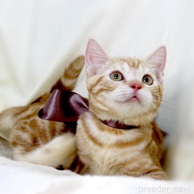 商談中の栃木県のマンチカン-131404の5枚目