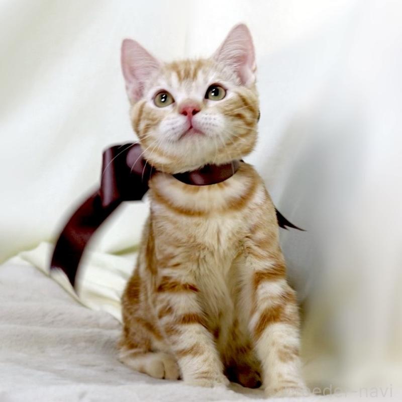 商談中の栃木県のマンチカン-131404の4枚目