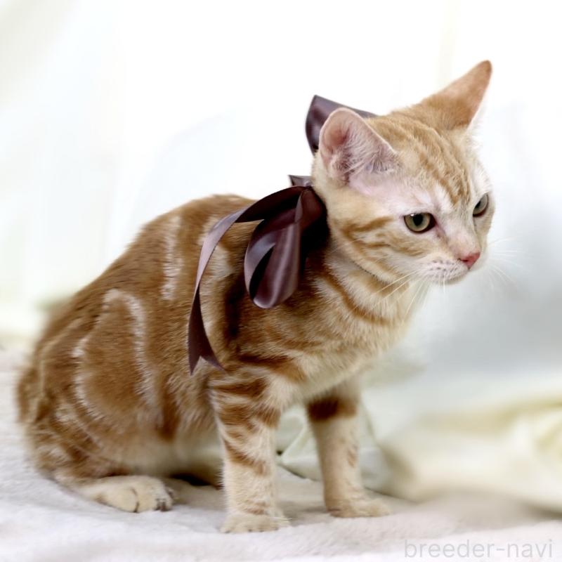 商談中の栃木県のマンチカン-131404の2枚目