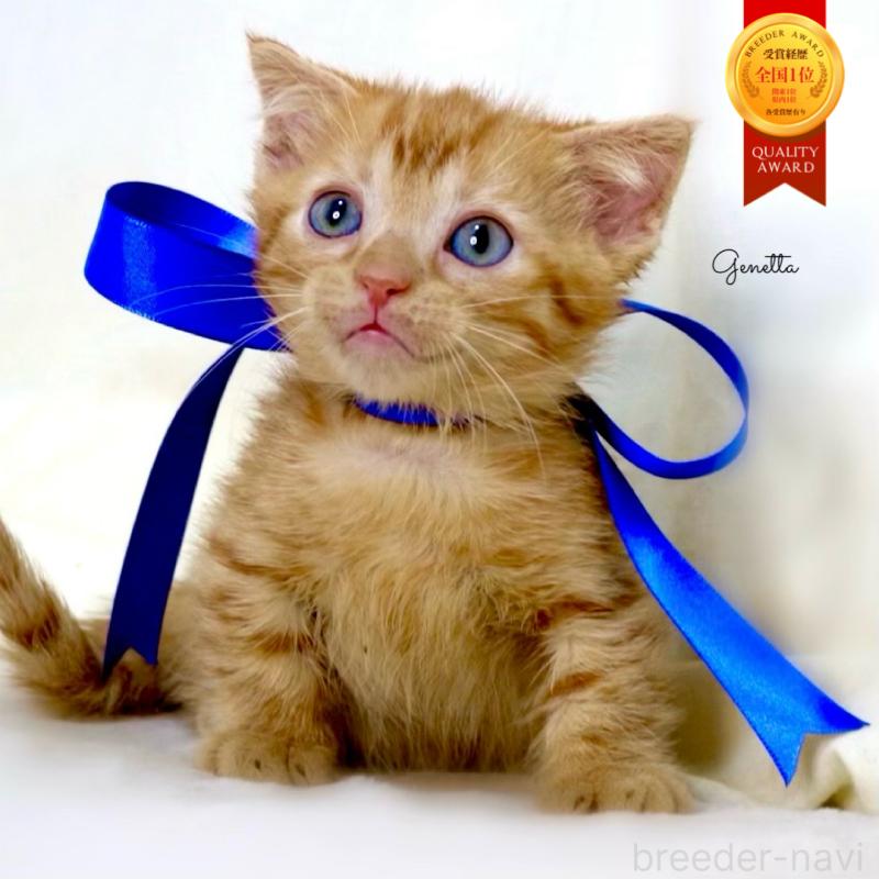 販売中の栃木県のジェネッタ-134947