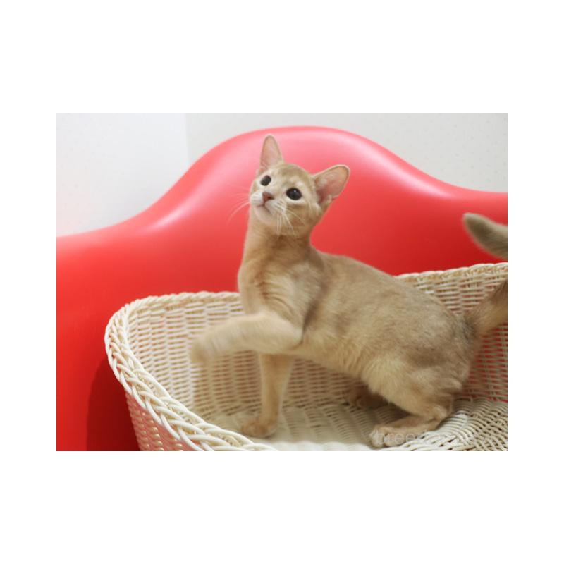 販売中の埼玉県のアビシニアン-132019の4枚目