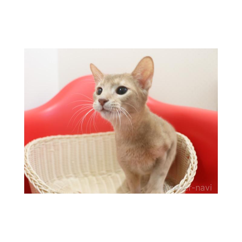 販売中の埼玉県のアビシニアン-132019の2枚目