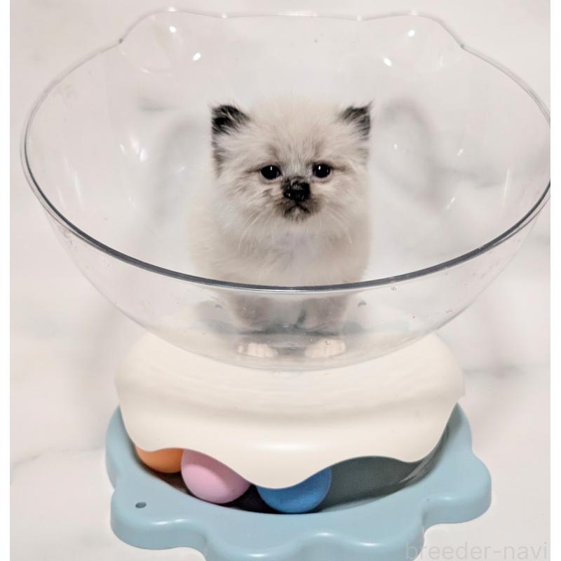 販売中の愛知県のサイベリアン-136601の4枚目