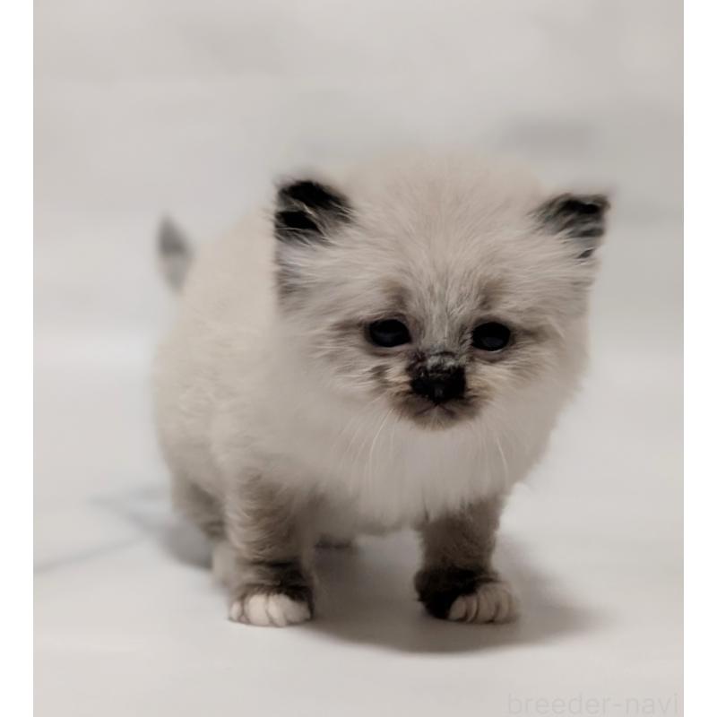 販売中の愛知県のサイベリアン-136601の3枚目