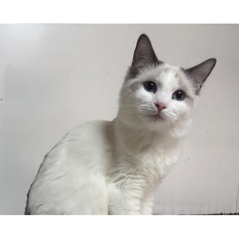 販売中の静岡県のラグドール-136602の3枚目