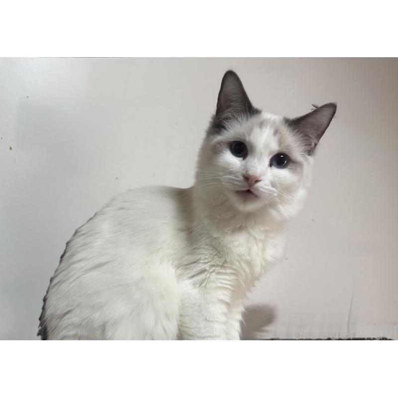 販売中の静岡県のラグドール-136602の2枚目