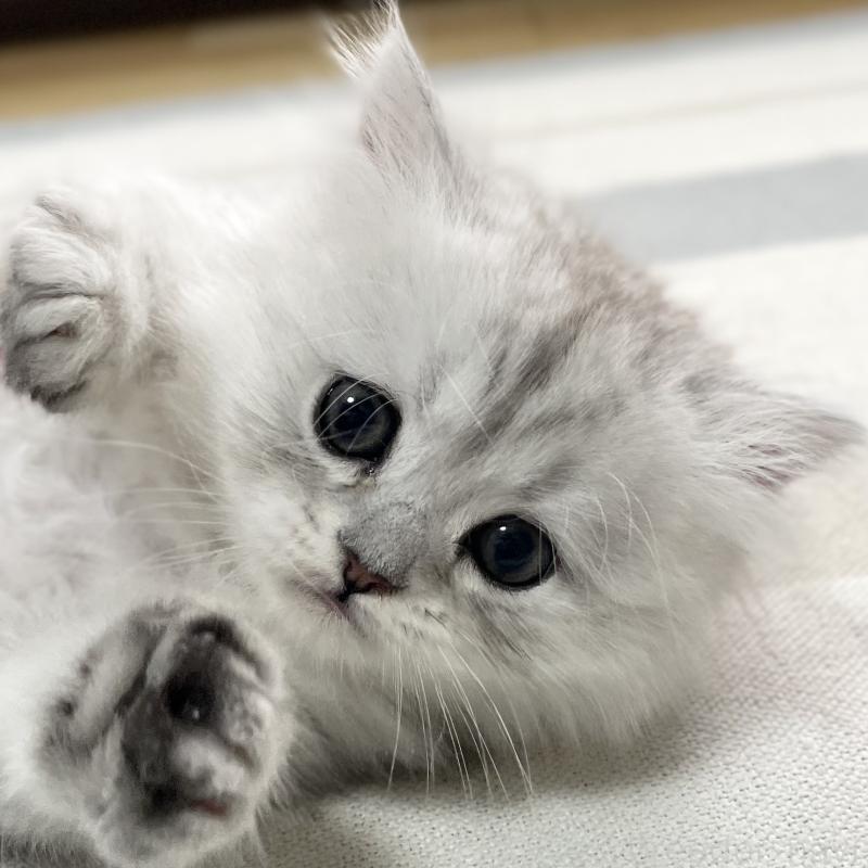 販売中の愛知県のミヌエット-134741