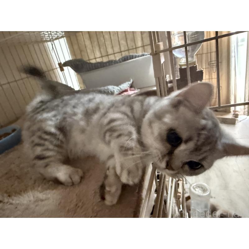 販売中の静岡県のマンチカン-136603の2枚目