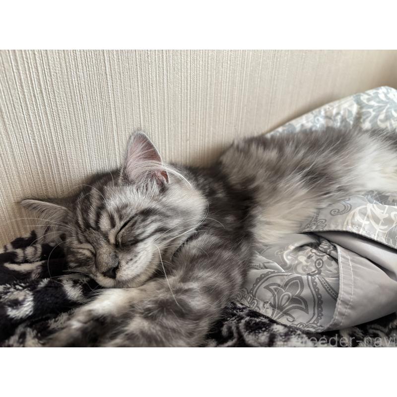 販売中の長野県のメインクーン-131219の2枚目