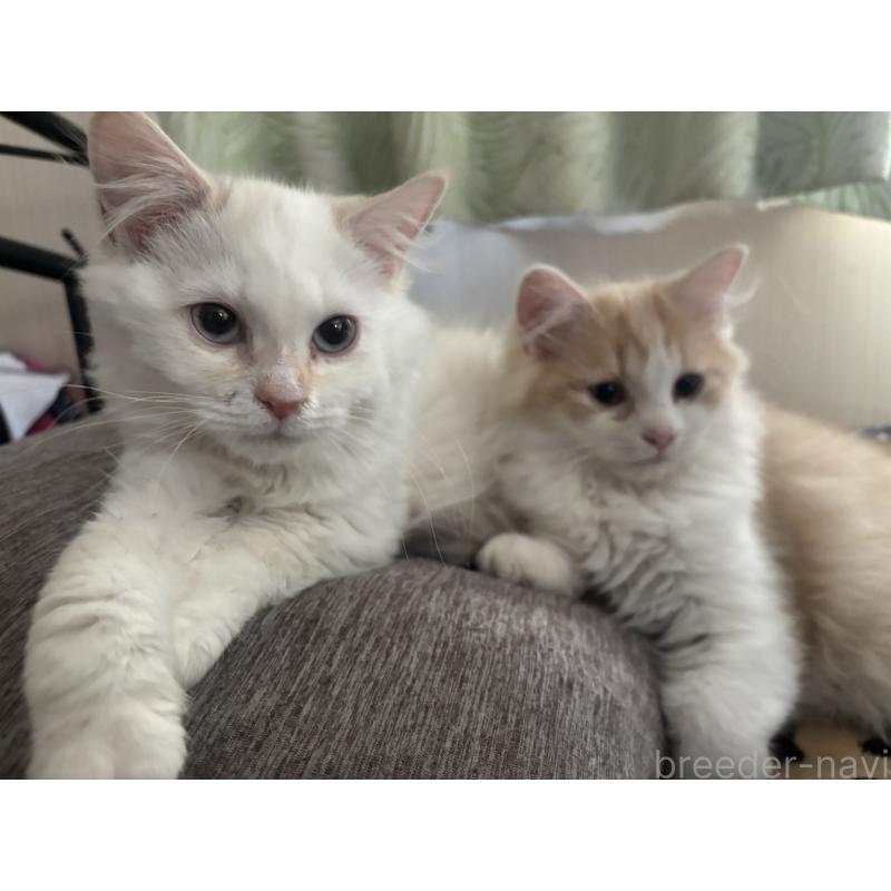 販売中の長野県のミヌエット-131227の2枚目