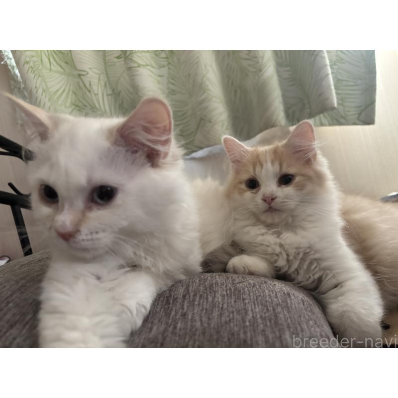 販売中の長野県のミヌエット-131222の2枚目