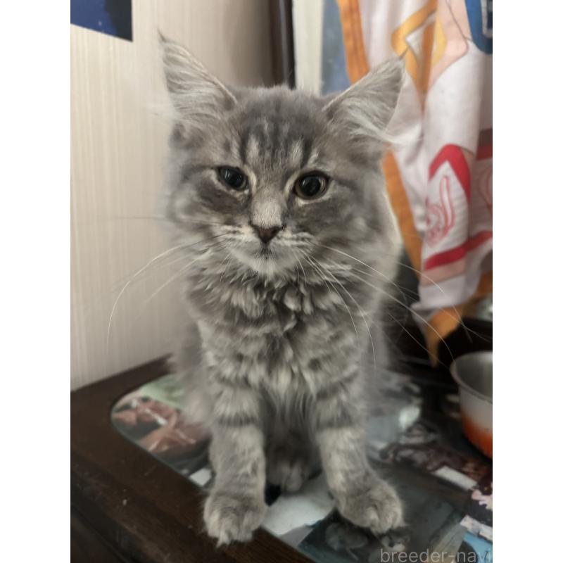 販売中の長野県のミヌエット-131225の2枚目