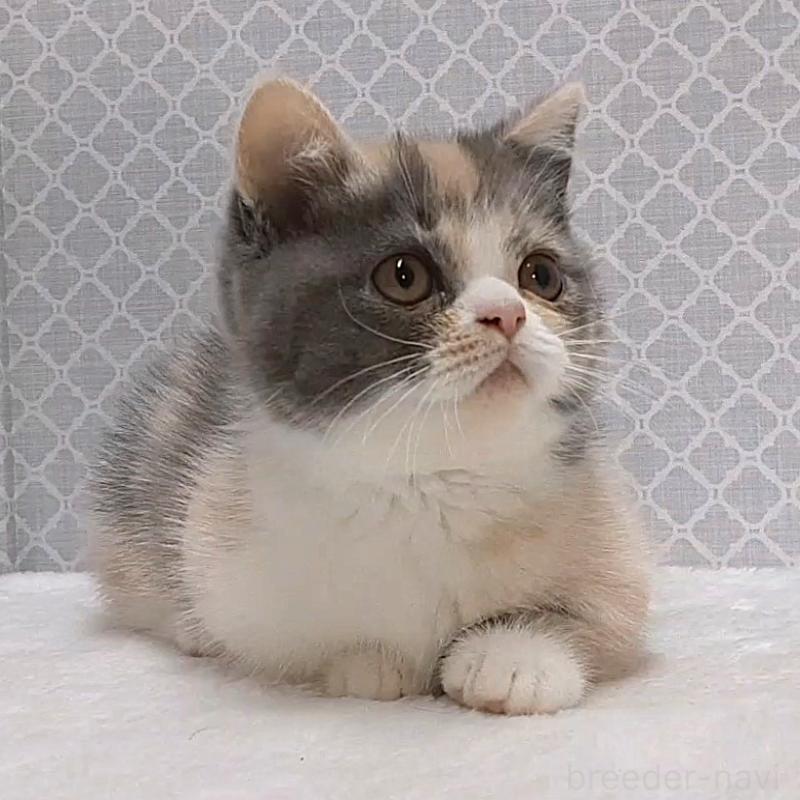 成約済の岐阜県のミヌエット(短足)-136558の3枚目