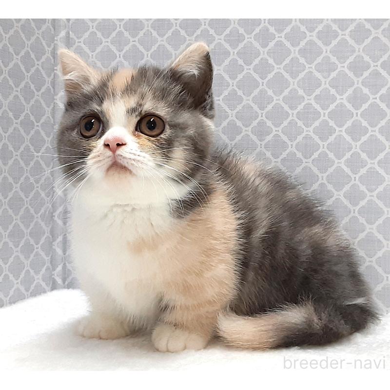 成約済の岐阜県のミヌエット(短足)-136558の2枚目