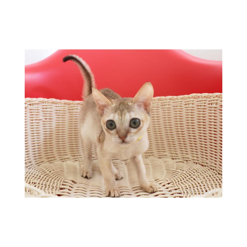 販売中の埼玉県のシンガプーラ-131832の10枚目