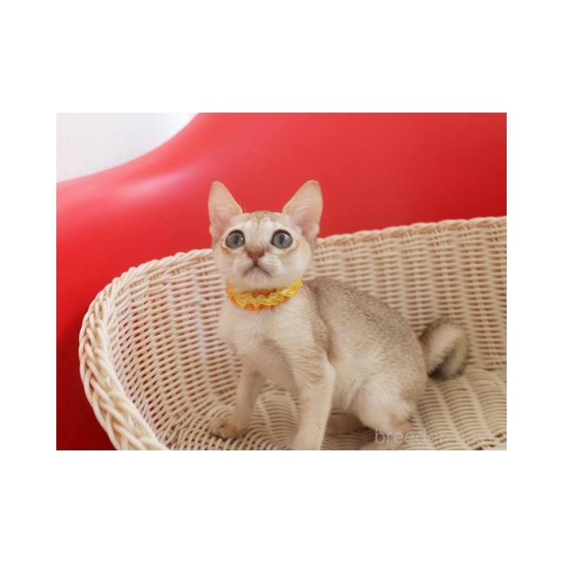 販売中の埼玉県のシンガプーラ-131832の9枚目