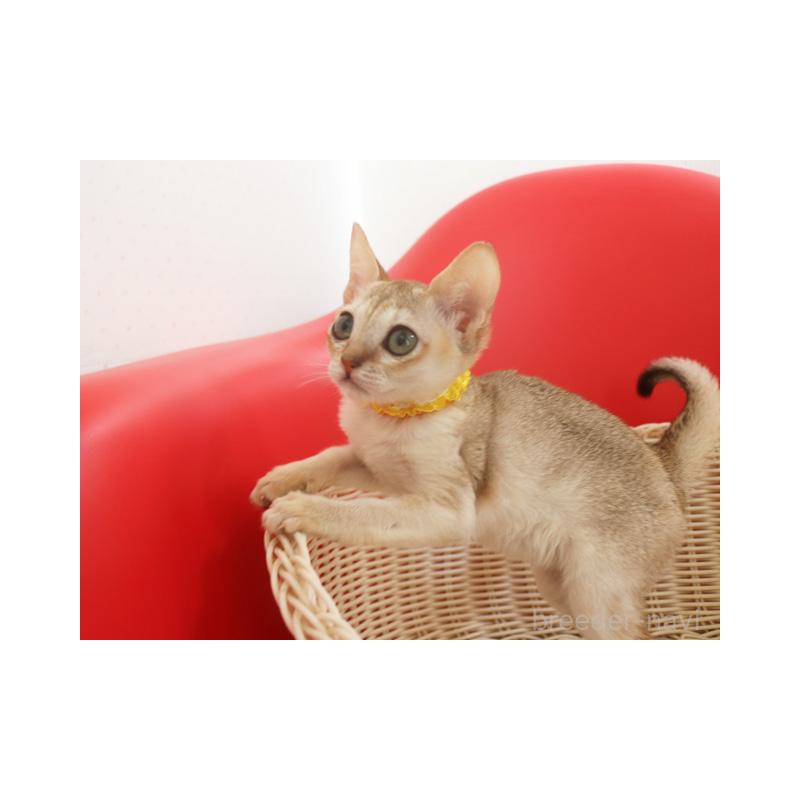 販売中の埼玉県のシンガプーラ-131832の8枚目