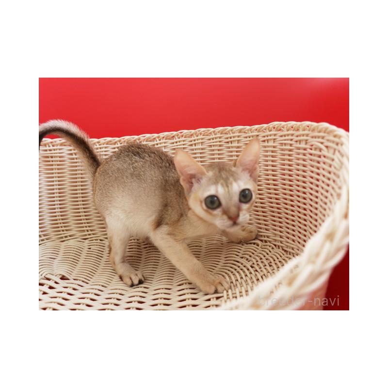 販売中の埼玉県のシンガプーラ-131832の7枚目