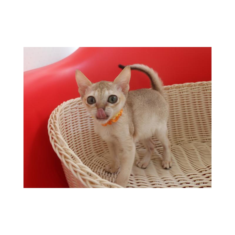 販売中の埼玉県のシンガプーラ-131832の6枚目