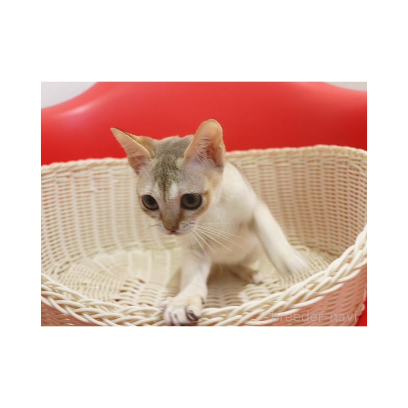 販売中の埼玉県のシンガプーラ-131832の5枚目