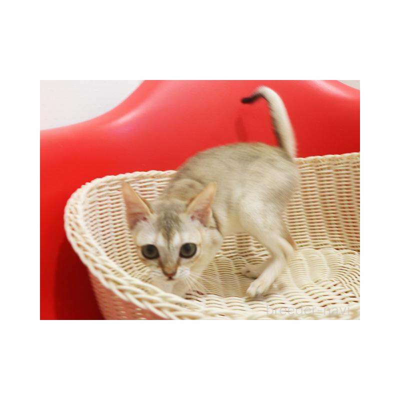 販売中の埼玉県のシンガプーラ-131832の4枚目