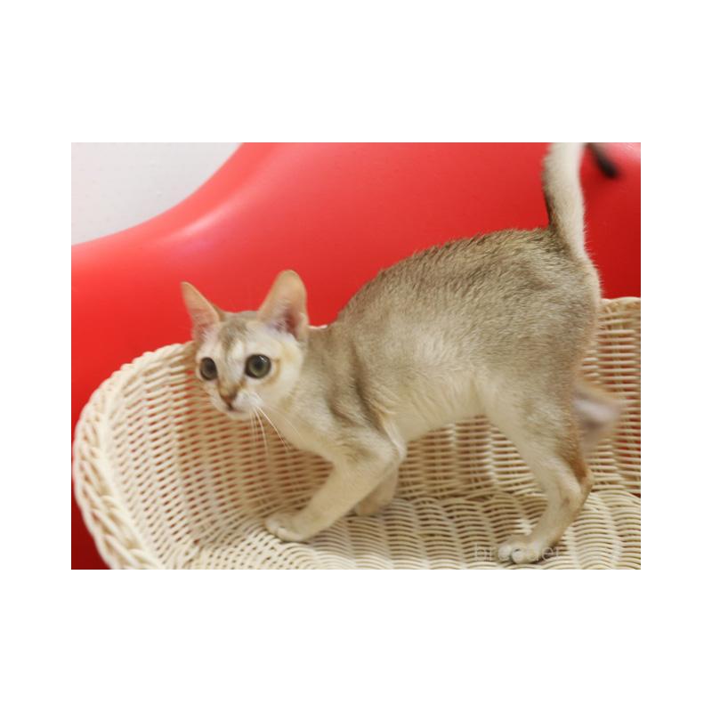 販売中の埼玉県のシンガプーラ-131832の3枚目