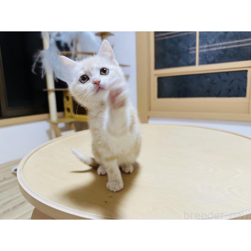 販売中の千葉県のマンチカン-136605の5枚目