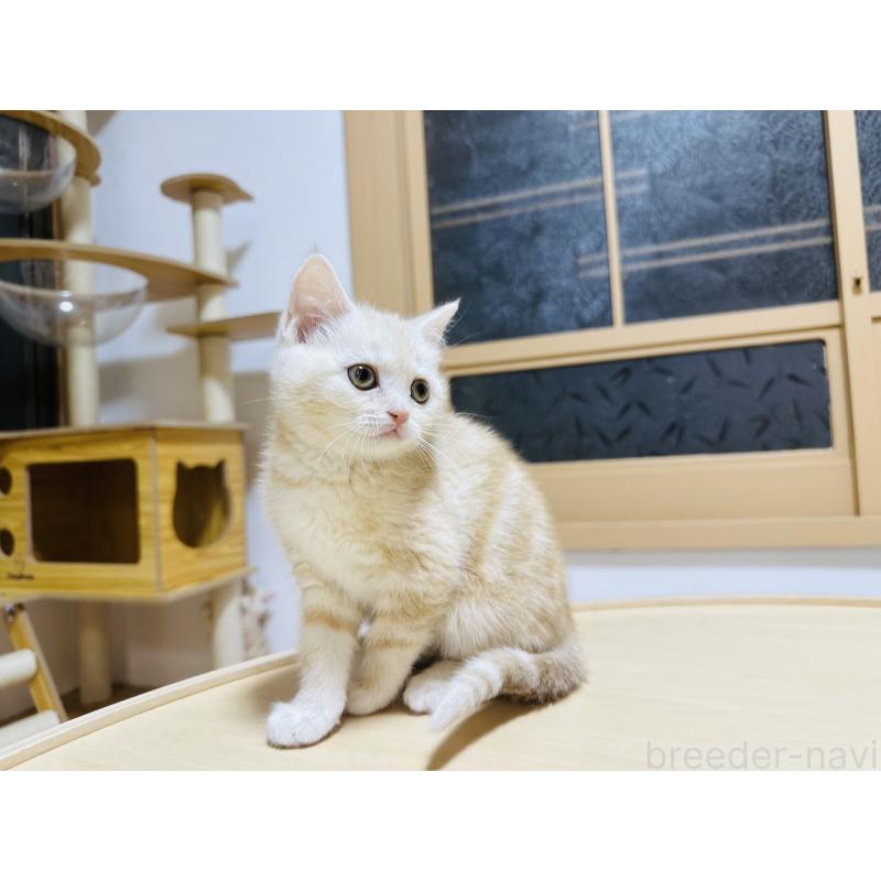 販売中の千葉県のマンチカン-136605の4枚目