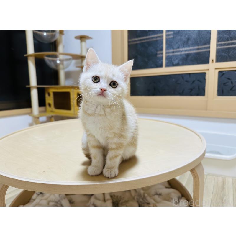 販売中の千葉県のマンチカン-136605の2枚目