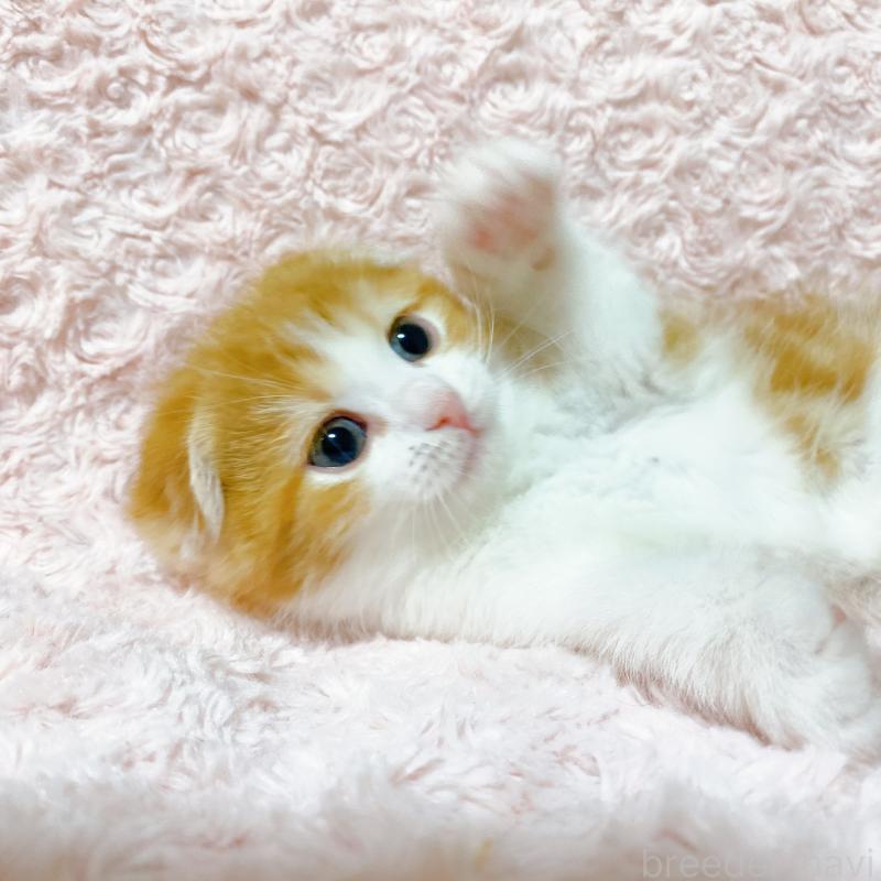 成約済の群馬県のスコティッシュフォールド(折れ耳)-135715の4枚目