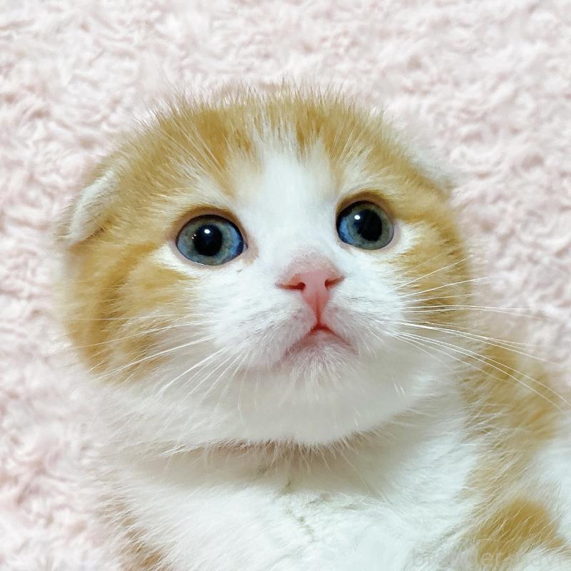 販売中の群馬県のスコティッシュフォールド(折れ耳)-135715