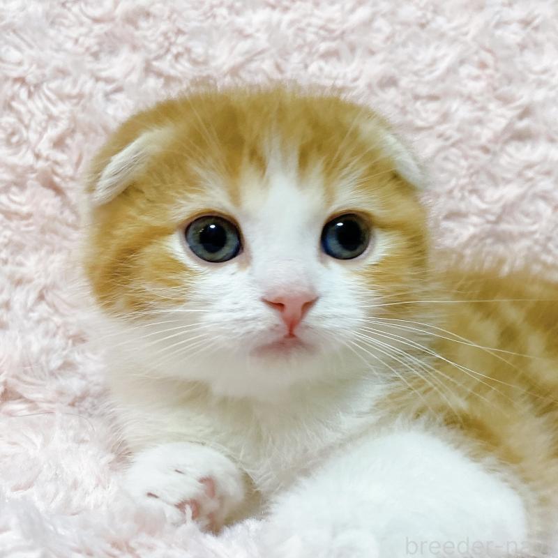 成約済の群馬県のスコティッシュフォールド(折れ耳)-135715の3枚目