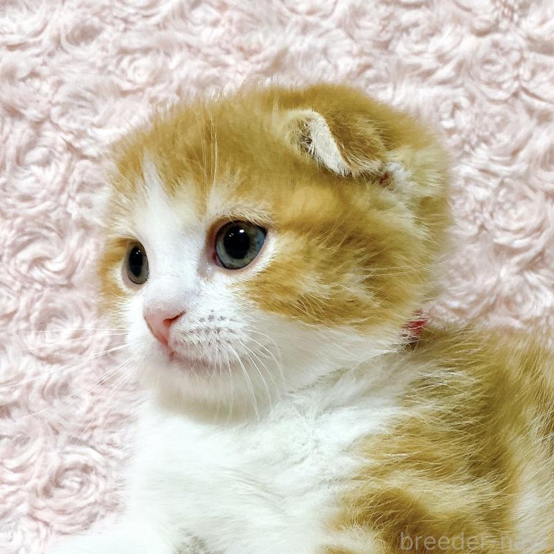 成約済の群馬県のスコティッシュフォールド(折れ耳)-135715の2枚目