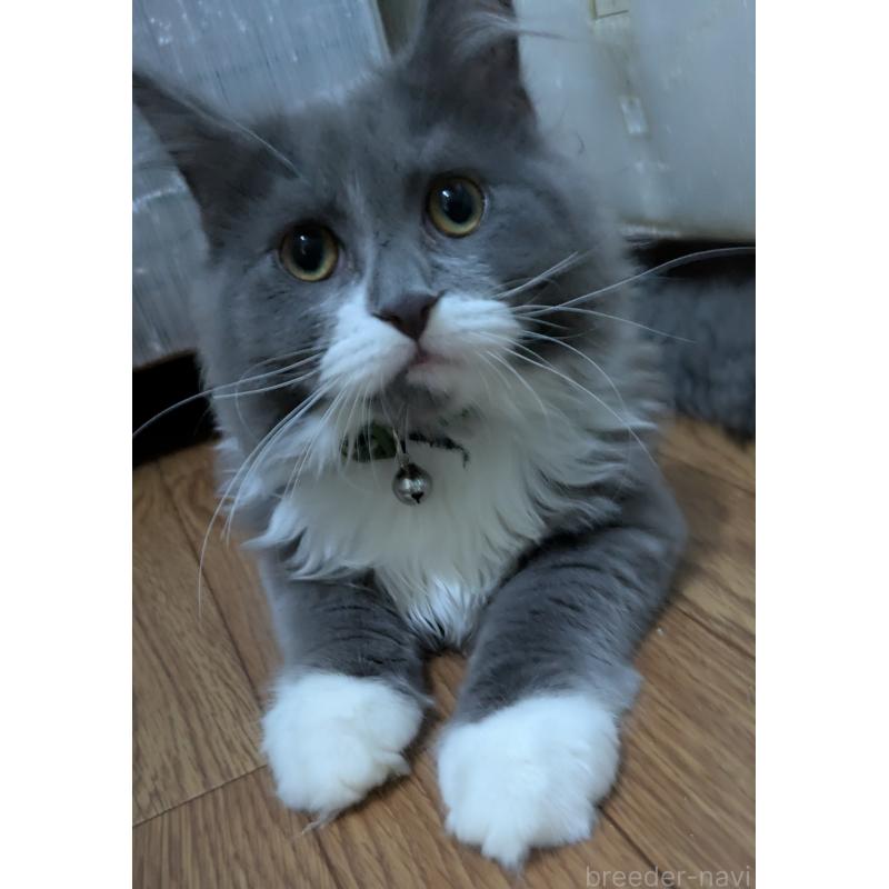 販売中の大阪府のミヌエット-120590の2枚目