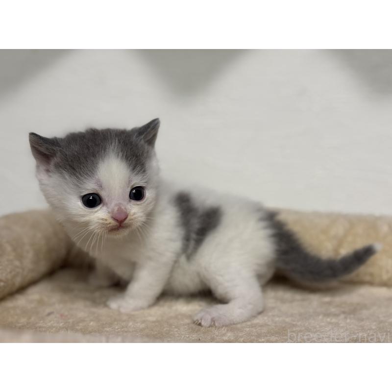 販売中の神奈川県のブリティッシュショートヘア-136606の9枚目