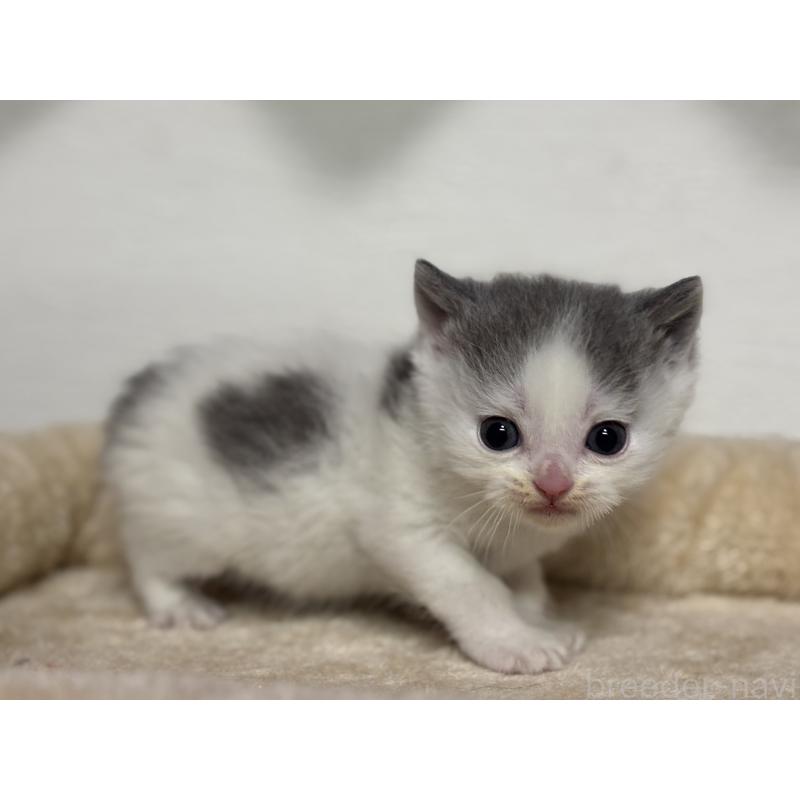 販売中の神奈川県のブリティッシュショートヘア-136606の8枚目