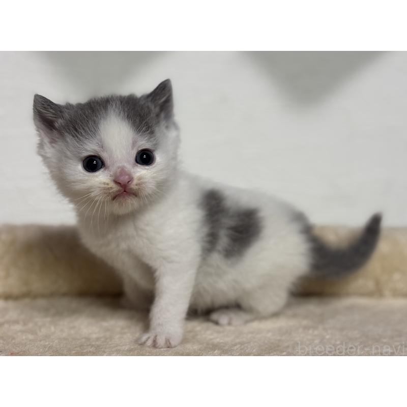 販売中の神奈川県のブリティッシュショートヘア-136606の7枚目