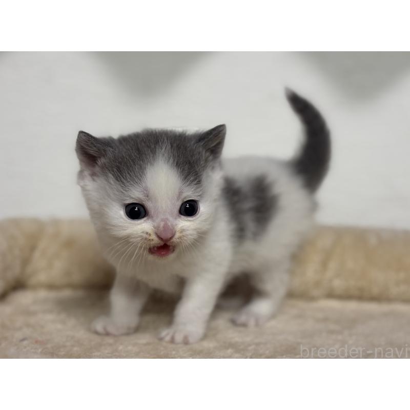 販売中の神奈川県のブリティッシュショートヘア-136606の6枚目