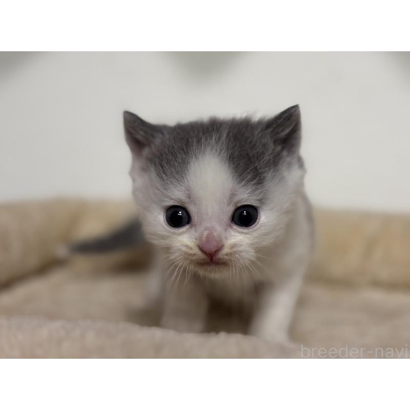 販売中の神奈川県のブリティッシュショートヘア-136606の5枚目