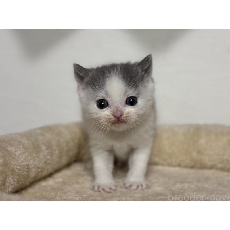 販売中の神奈川県のブリティッシュショートヘア-136606の3枚目