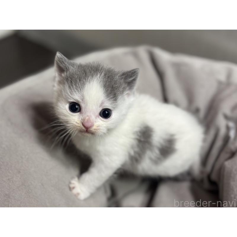 販売中の神奈川県のブリティッシュショートヘア-136606の2枚目