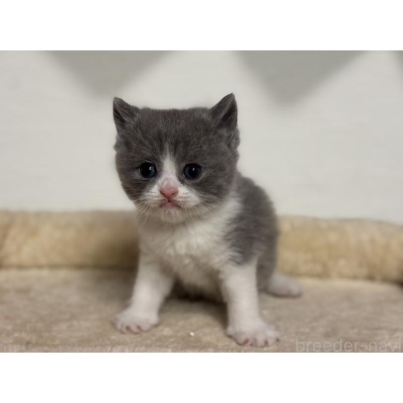 販売中の神奈川県のブリティッシュショートヘア-136607の12枚目