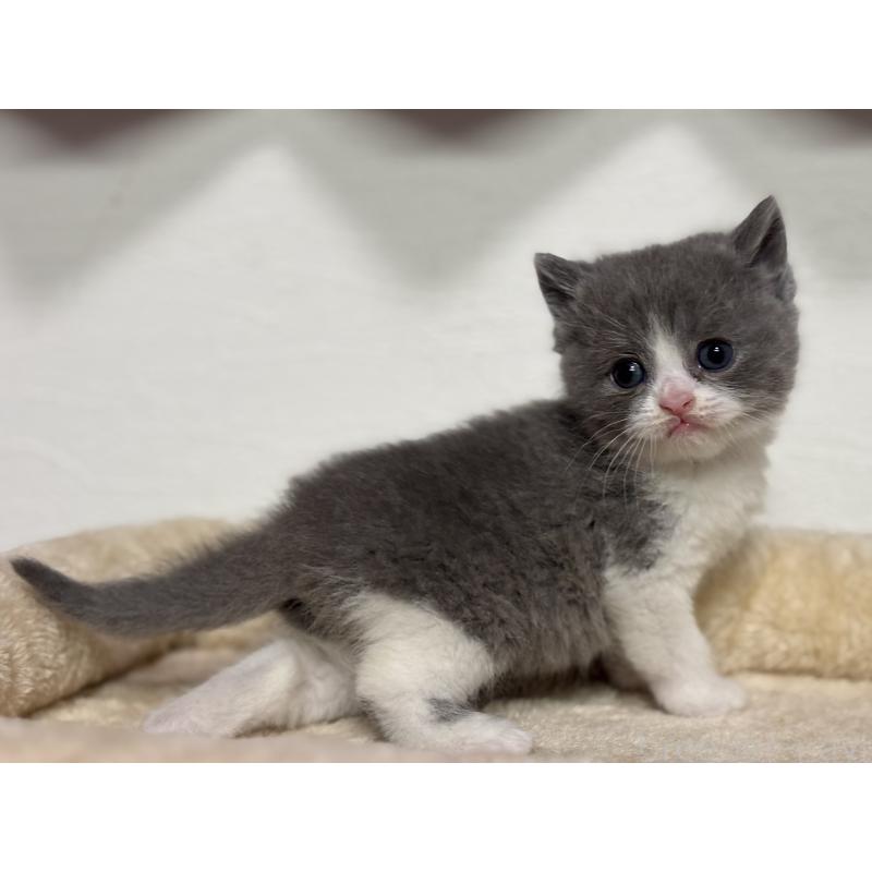 販売中の神奈川県のブリティッシュショートヘア-136607の11枚目